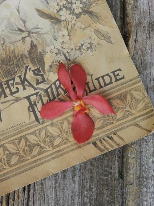 RED MOKARA ORCHID